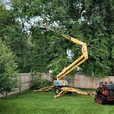 Best Sod Installation  in North Braddock, PA